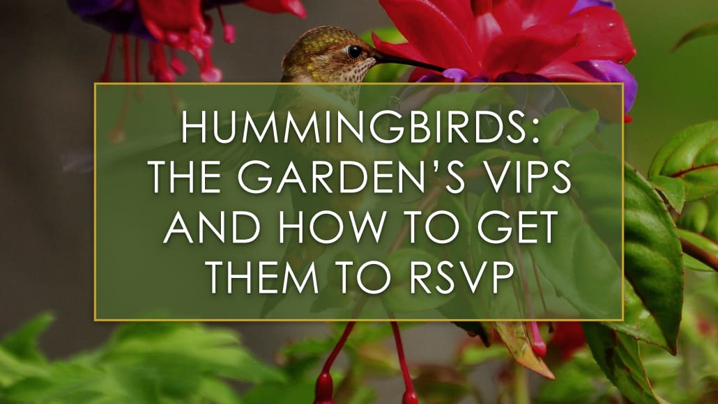 Hummingbirds the garden's VIPs and how to get them to RSVP, a blog post by R&R Landscaping.