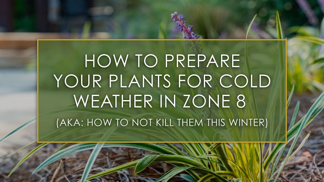 How to prepare your plants for cold weather in zone 8, a blog post by R&R Landscaping