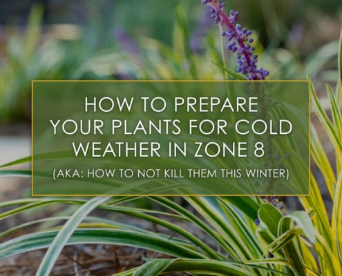 How to prepare your plants for cold weather in zone 8, a blog post by R&R Landscaping