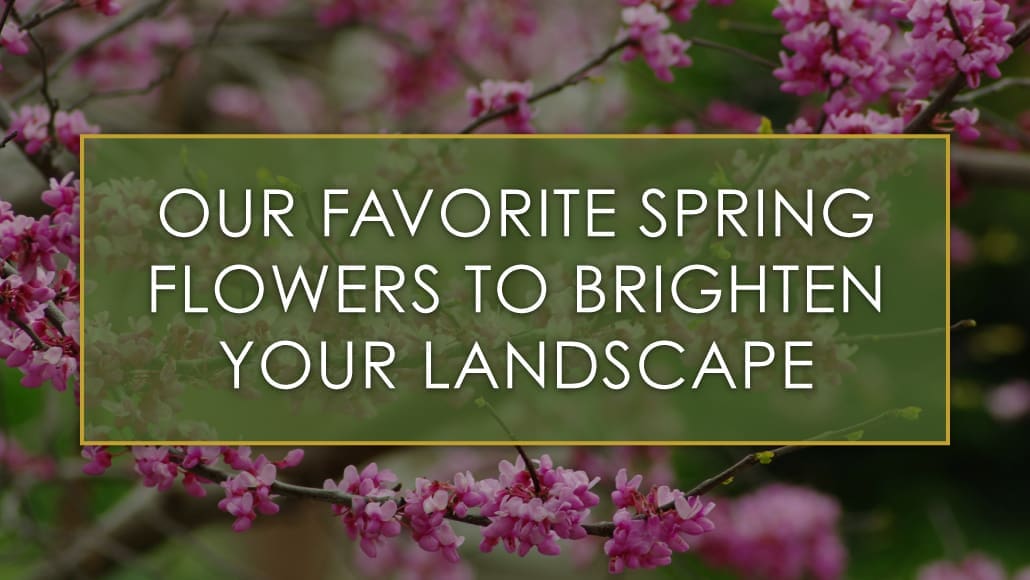 Our favorite spring flowers to brighten your landscape, a blog post by R&R Landscape