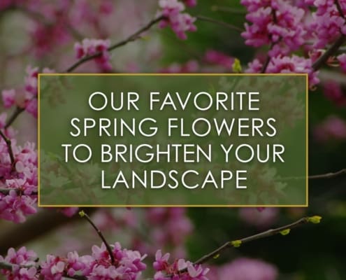 Our favorite spring flowers to brighten your landscape, a blog post by R&R Landscape