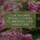 Our favorite spring flowers to brighten your landscape, a blog post by R&R Landscape