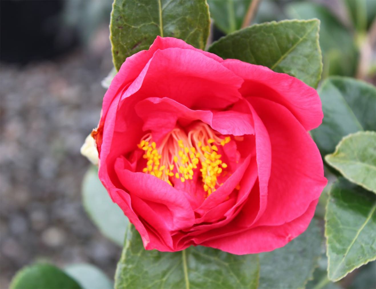 Beautiful camellia flowers at an R&R Landscaping project