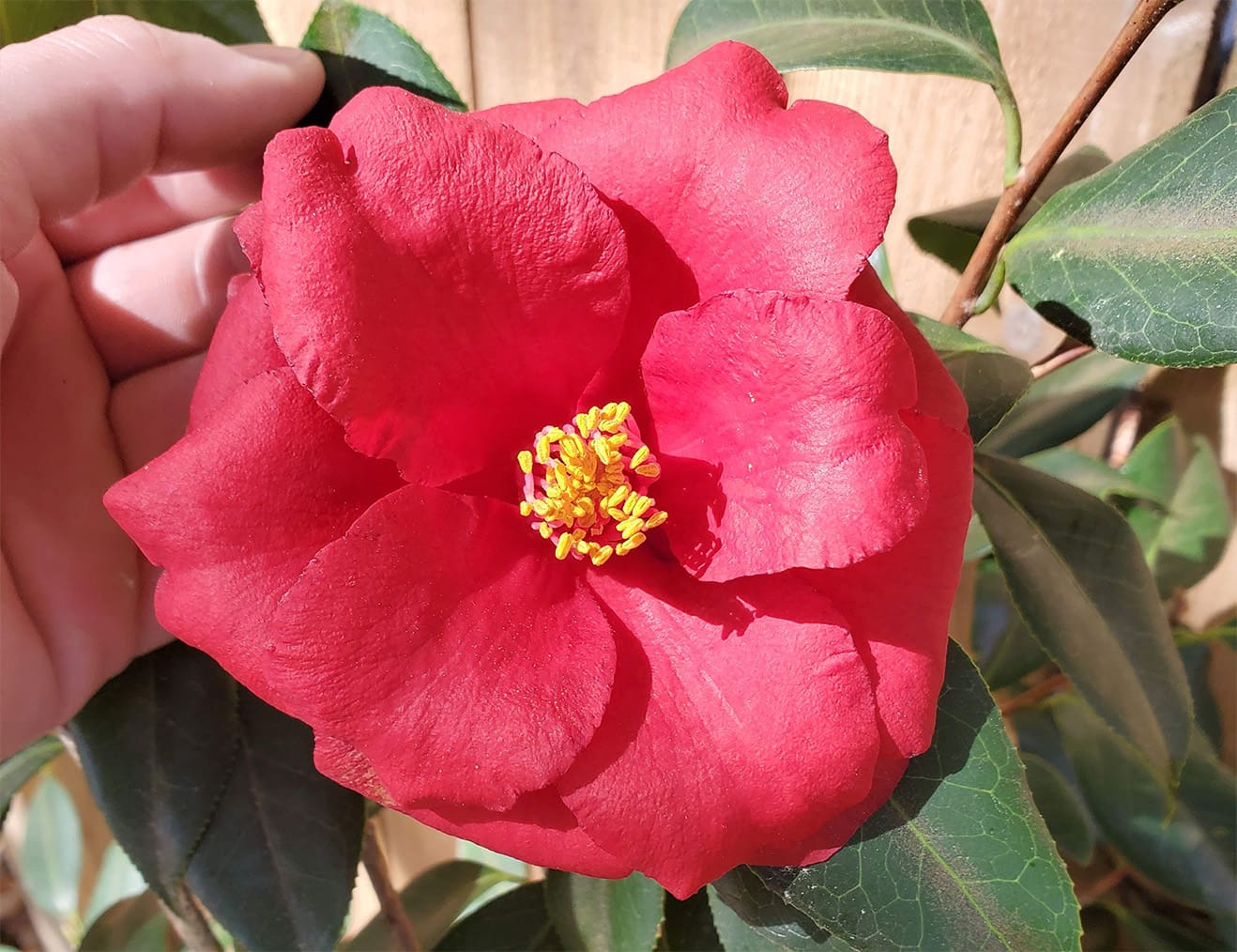 Beautiful camellia flowers at an R&R Landscaping project