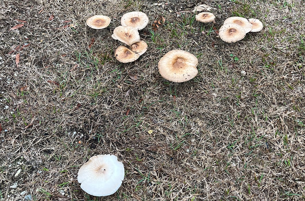 Information about mushrooms appearing in your yard