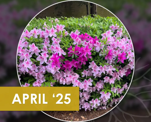 R&R Landscaping newsletters