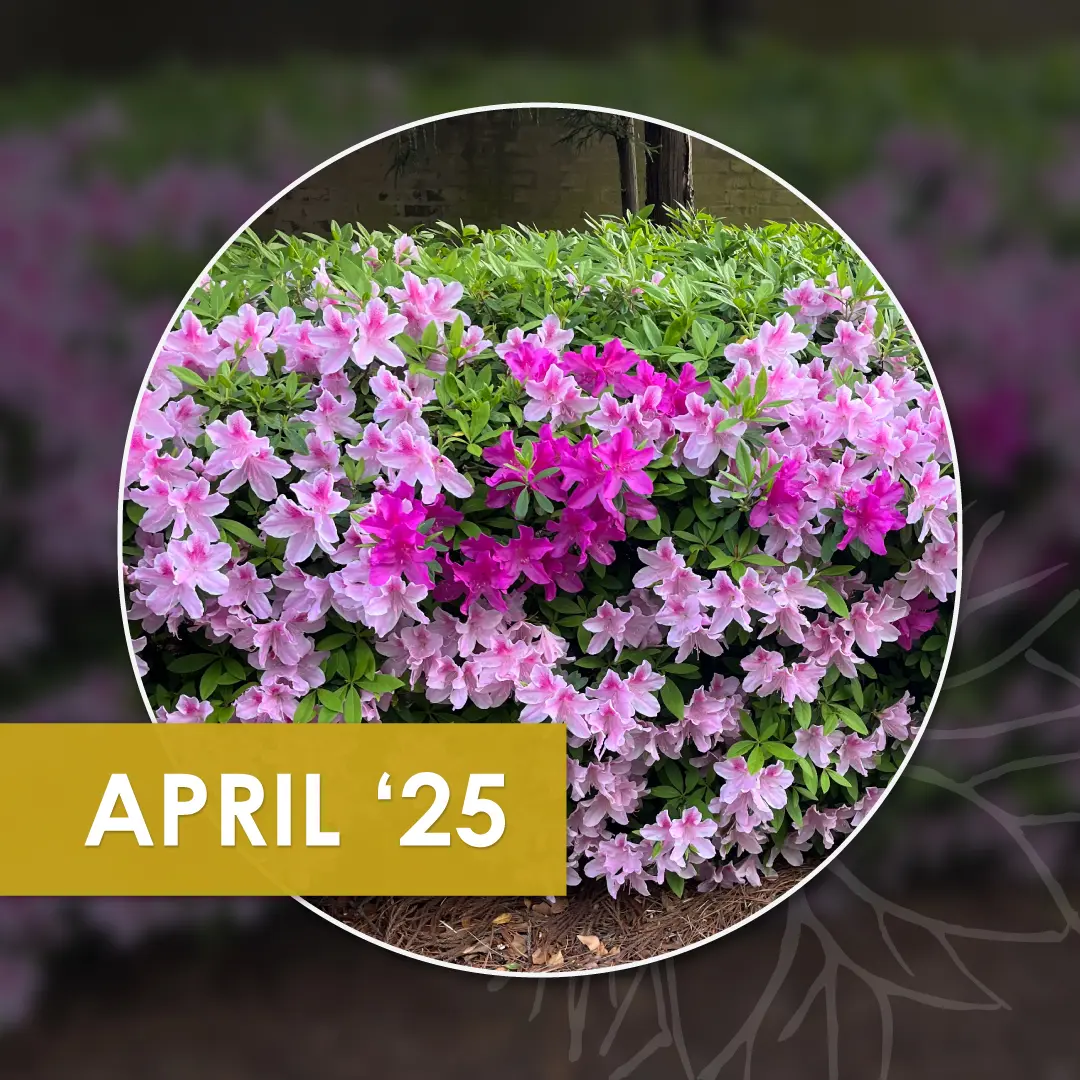 R&R Landscaping newsletters