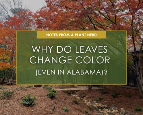 Why Do Leaves Change Color (Even in Alabama)?, a new blog post from R&R Landscaping