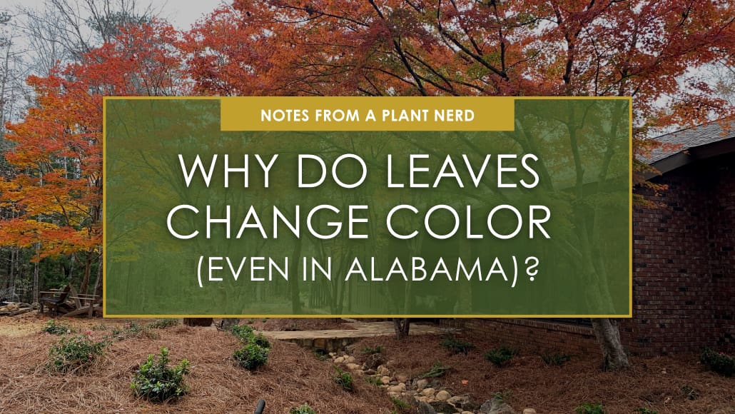Why Do Leaves Change Color (Even in Alabama)?, a new blog post from R&R Landscaping