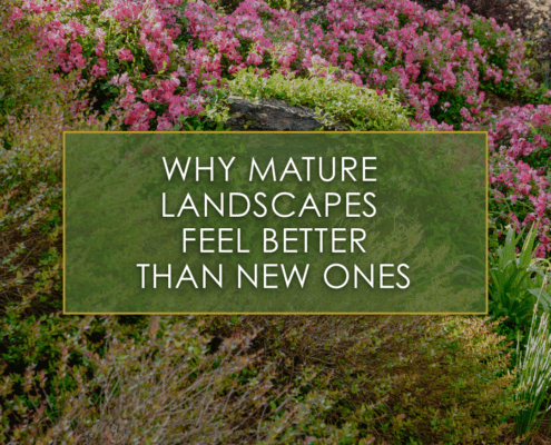 Why Mature Landscapes Feel Better Than New Ones, a new blog post from R&R Landscaping